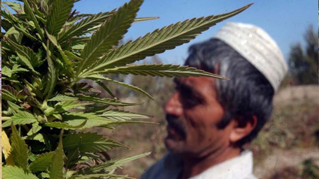 আফগানিস্তানে গাঁজা চাষ নিষিদ্ধ করেছে তালেবান