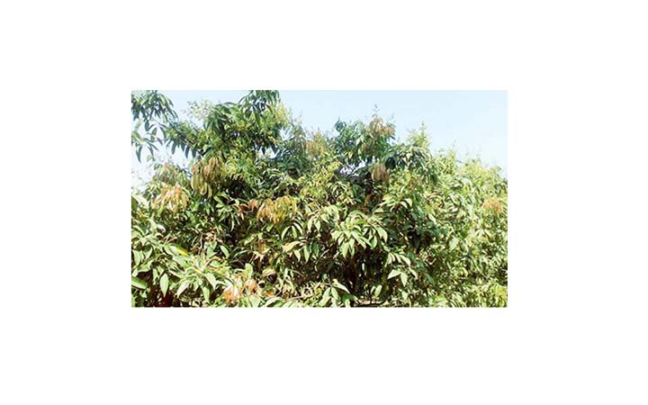 বাম্পার লিচু উৎপাদনে নজর কাড়ছে পাবনার চাষিদের, ৫শ’ কোটি টাকার উৎপাদনের আশা
