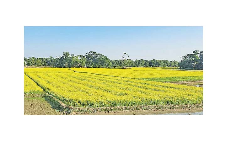 সরিষার উৎপাদন বেড়েছে ৩ হাজার কোটি টাকার : কৃষি মন্ত্রণালয়