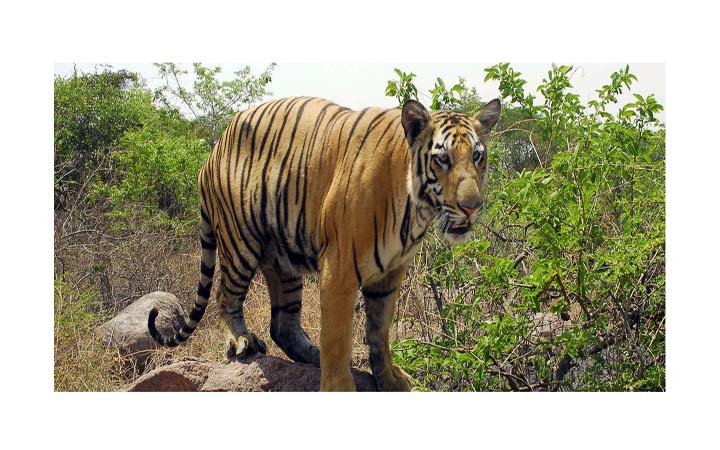 বিশ্বের ৭৫ শতাংশ বাঘের বাস এখন ভারতে, বেড়েছে নেপাল-ভুটানেও