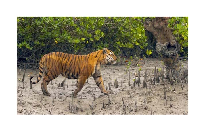 ৫ বছরে বাঘের সংখ্যা বেড়েছে সুন্দরবনে