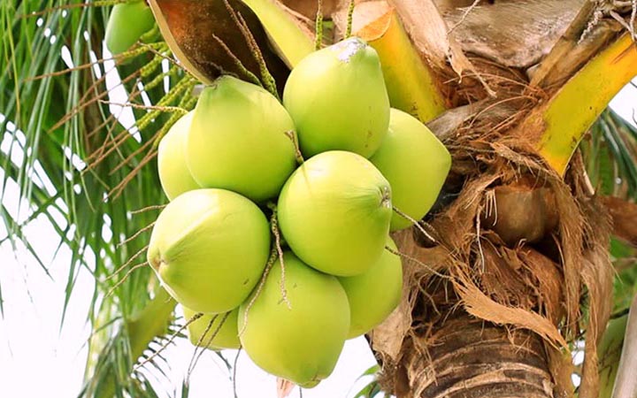 ডাব কেনাবেচায় রাখতে হবে রশিদ, দাম বেশি নিলে ব্যবস্থা