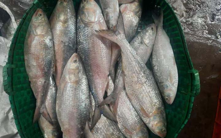 ফেনী নদীতে বড় বড় ইলিশ মাছ ধরা পড়ছে যেসব কারণে