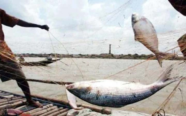 ১২ অক্টোবর থেকে ২ নভেম্বর পর্যন্ত ইলিশ ধরা বন্ধ