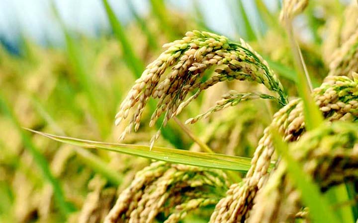 অনুমোদন পেলো ব্রি উদ্ভাবিত দুইজাতের নতুন ধান