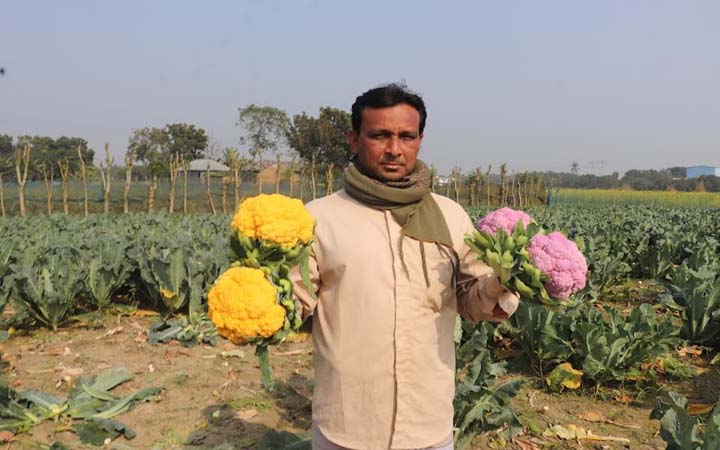 দু’কন্যার শখ মেটাতে পাবনার আসলাম রঙিন ফুলকপি আবাদ করে তাক লাগিয়েছেন