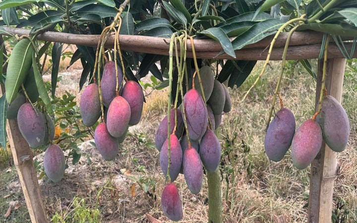 মৌসুমের বাইরে আমের ঘাটতি মেটাচ্ছে কাটিমন