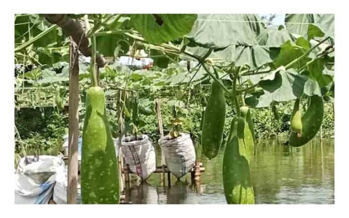 ঠাকুরগাঁওয়ে ভাসমান পদ্ধতিতে লাউ চাষে সফল চাষিরা