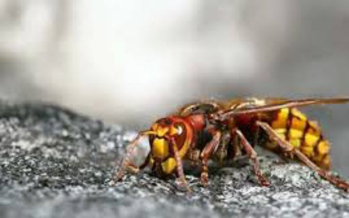 ভীমরুলের কামড়ে শিশুসহ আহত ৩০