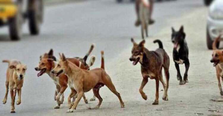 পাকুন্দিয়ায় পাগলা কুকুরের কামড়ে আহত ৪০