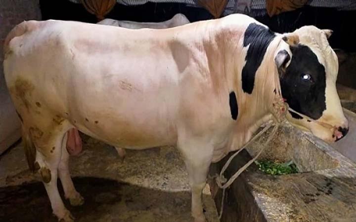 ১ লাখ ৬৯ হাজার টাকায় বিক্রি হলো 'ডোনাল্ড ট্রাম্প'