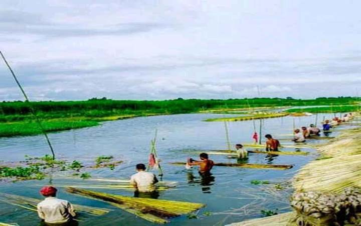 সোনালি আঁশ ও আমাদের সম্ভাবনা!