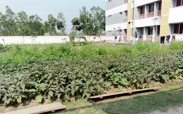 অনাবাদী জমিতে বিষমুক্ত শাক-সবজি চাষ করলেন ওসি