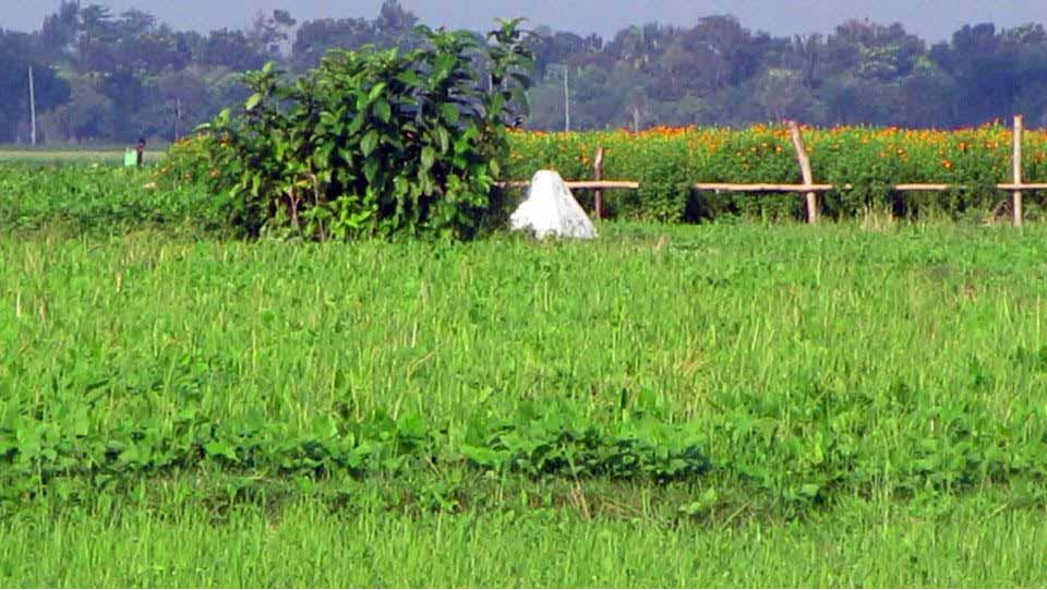 স্বাস্থ্য ঝুঁকির মধ্যে খুলনা বিভাগের ছয় জেলায় অবৈধ সীমান্ত অতিক্রম