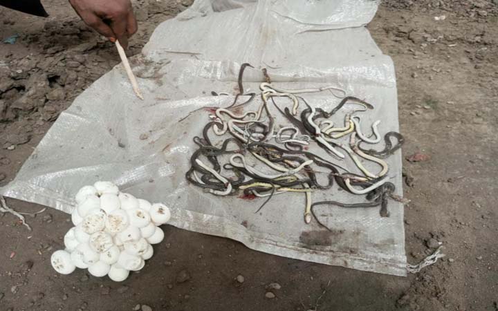 বসত ঘর থেকে  কালাচ সাপের দুইশত পিস বাচ্চাসহ শতাধিক ডিম উদ্ধার