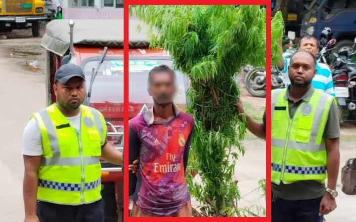 ঝিনাইদহে বেগুনখেতে মাদক কারবারির গাঁজা চাষ, আটক ১