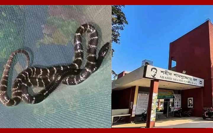 রাবির হলে মশারির ওপর থেকে বিষধর সাপ উদ্ধার