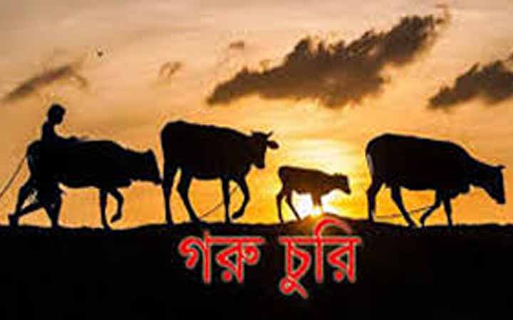 ভালুকায় কৃষকের গোয়ালঘর থেকে চুরি হলো একই সাথে ৭টি গরু