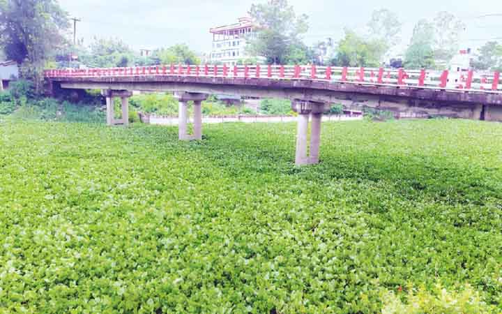 কচুরিপানায় ঢেকে গেছে সুবর্ণখালী নদী