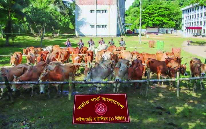 নাইক্ষ‍্যংছড়িতে বিজিবির অভিযানে বিদেশি গরু আটক