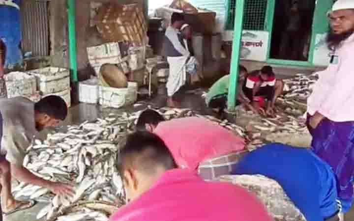 জেলেরা এক টানে ৯২ মণ ইলিশ পেলেন