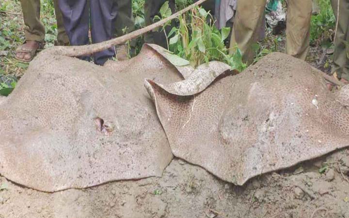 ১২০ কেজি ওজনের দুটি শাপলাপাতা মাছ জব্দ