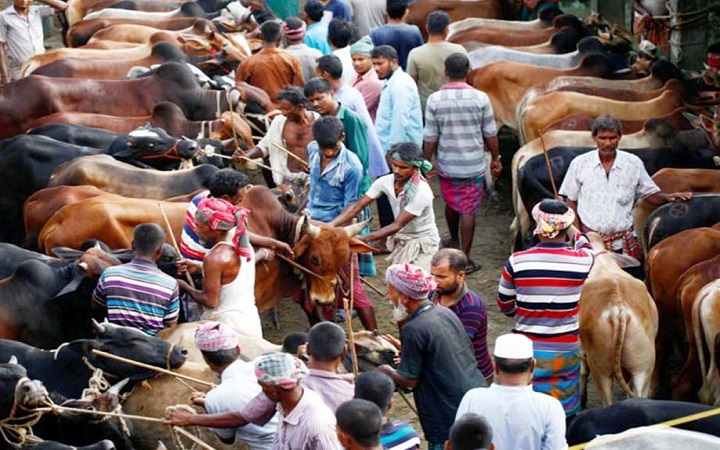 রাজধানীতে হাট ভরা গরু, অস্বস্তি দামে