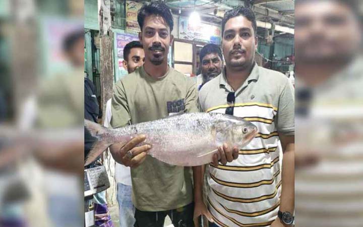 এক ইলিশ বিক্রি হলো ১৩ হাজার টাকায়