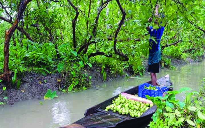 অনাবৃষ্টির প্রভাব ঝালকাঠির পেয়ারায়