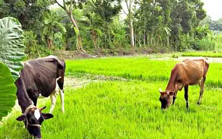 পিরোজপুরে গরুর ফসল খাওয়া নিয়ে সংঘর্ষে আহত ৩
