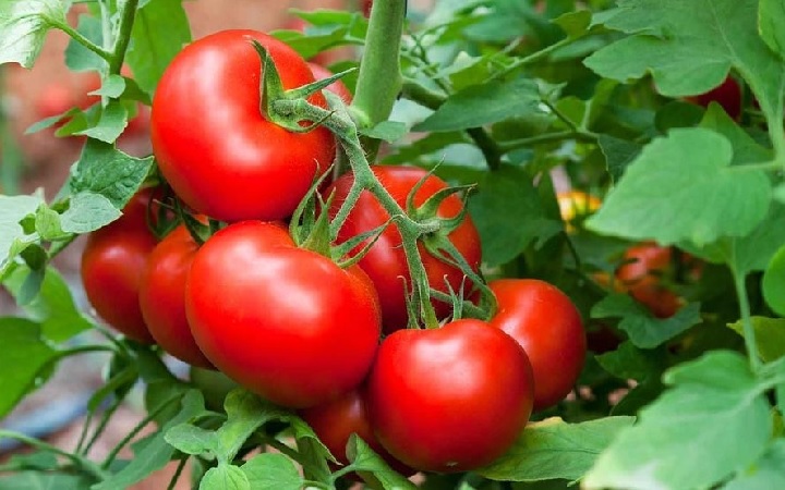 টমেটো শরীরের জন্য কতটা উপকারী?