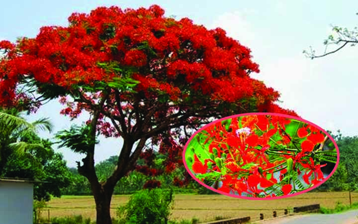 বাগাতিপাড়া সেজেছে কৃষ্ণচূড়ার রক্তিম রঙে