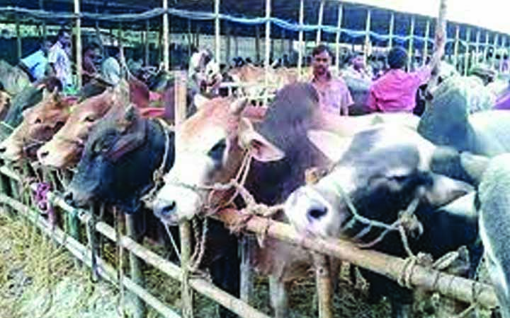 গফরগাঁওয়ে কোরবানীর প্রস্তুতী