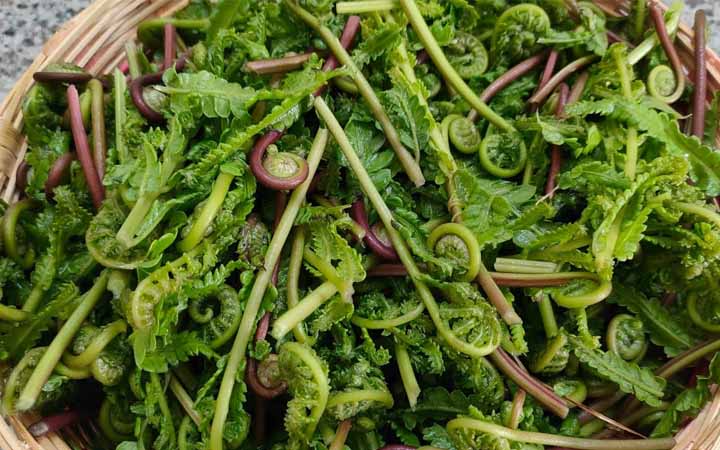 ঢেঁকি শাক নিয়মিত খেলে হাড় হবে শক্তিশালী