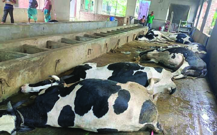 ধামরাইয়ে খাবার খাওয়ার ১৫ মিনিটেই মারা গেল ফার্মের ১১ গরু