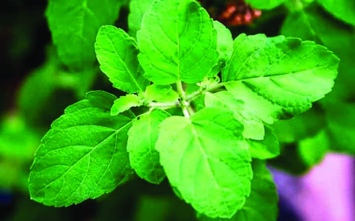 যে পাতা ডায়াবেটিস নিয়ন্ত্রণ করে