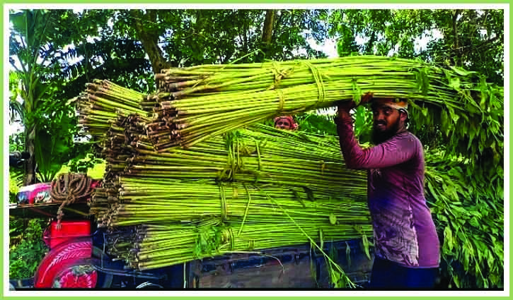 সালথায় পানির অভাবে পাটচাষীদের দূর্ভোগ
