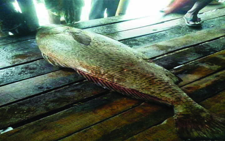 সাগরে ধরা পড়ল ৩০ কেজির কালো পোপা, দাম উঠেছে ৪ লাখ