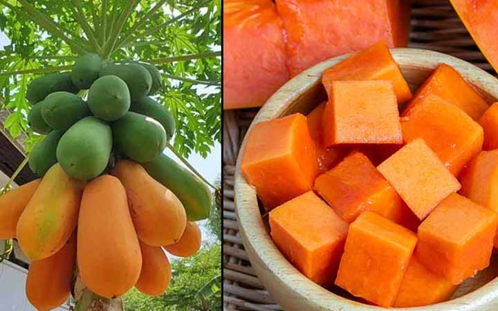 প্রতিদিন সকালে পেঁপে খাওয়ার বিশেষ উপকারিতা