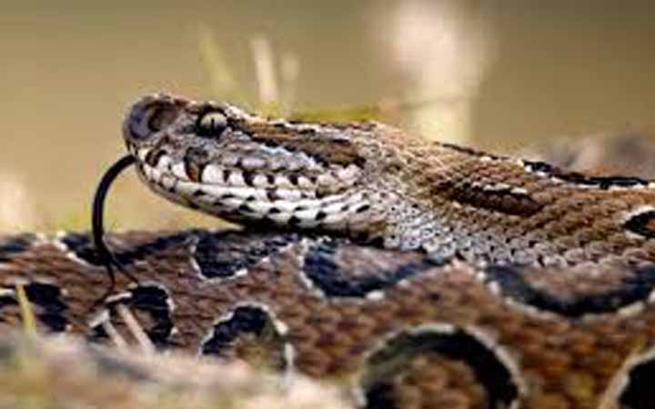 সাপের কামড়ের পর ঝাড়ফুঁক, মাদরাসাছাত্রীর মৃত্যু