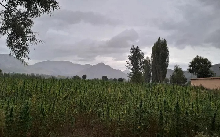 অর্থনীতি বাঁচাতে গাঁজা চাষে ঝুঁকছে পাকিস্তান