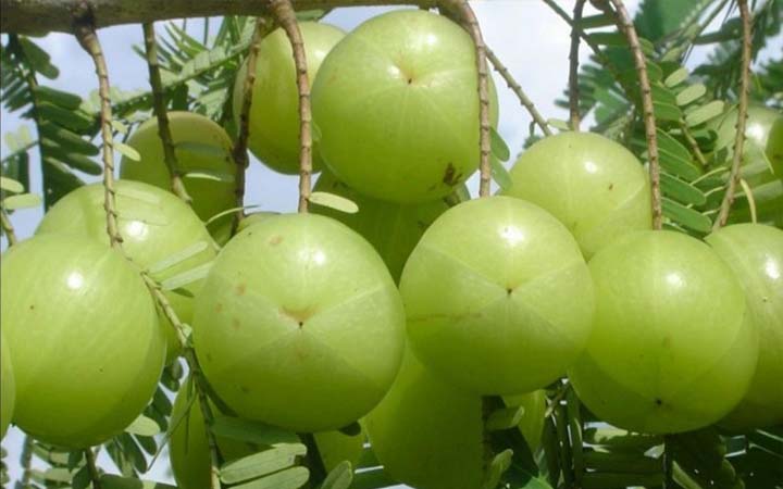 আমলকির ১০ গুণ