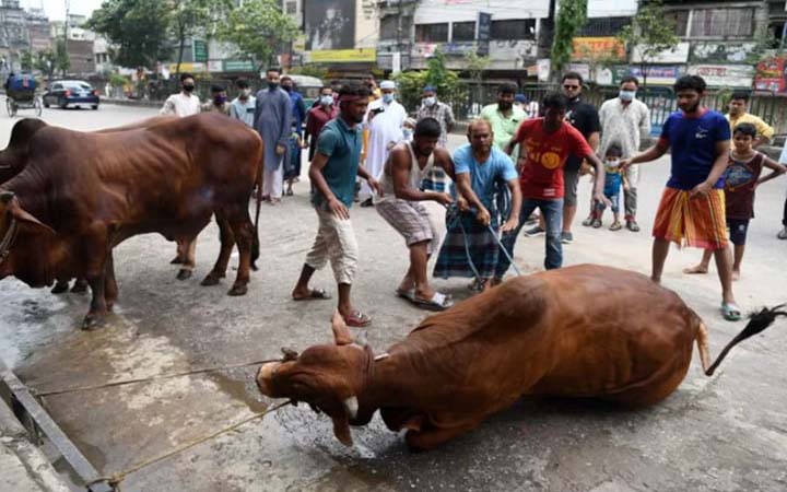 পশুর বর্জ্য অপসারণে মাঠে পরিচ্ছন্নতা কর্মীরা