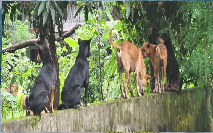 সাভারে বেড়েছে কুকুরের উপদ্রব