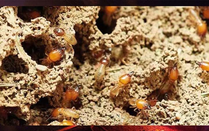 উইপোকাতে খেয়ে নিলো ১৮ লাখ টাকা