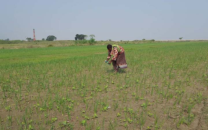 পিয়াজ চাষে বাড়লো দু’টি মৌসুম, সংকট কাটাতে নানা প্রচেষ্টা