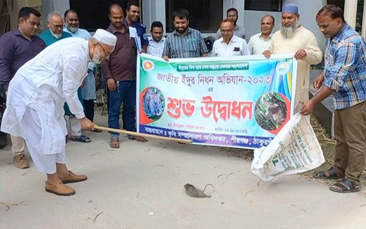 পীরগঞ্জে জাতীয় ইঁদুর নিধন অভিযান উদ্বোধন