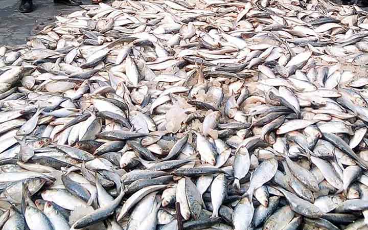 বরিশালে ২৪০ মণ জাটকা জব্দ, চালক-হেলপার আটক