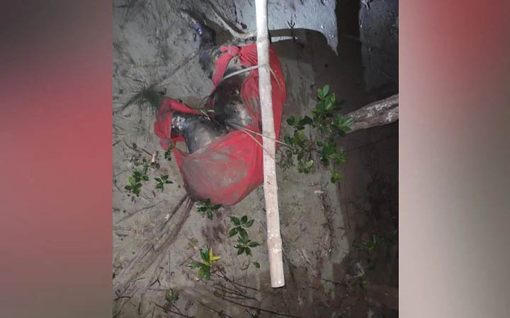 সাতক্ষীরা নদীতে ভাসমান বাঘের মরদেহ উদ্ধার