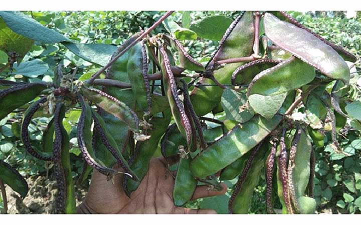 ৮৫ কোটি টাকার শিম রপ্তানি